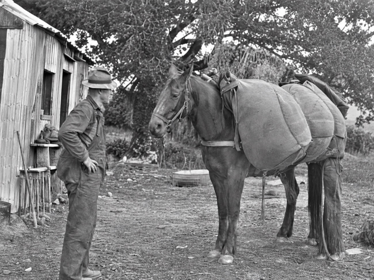 A musterer with a loaded packhorse at Mesopotamia Station