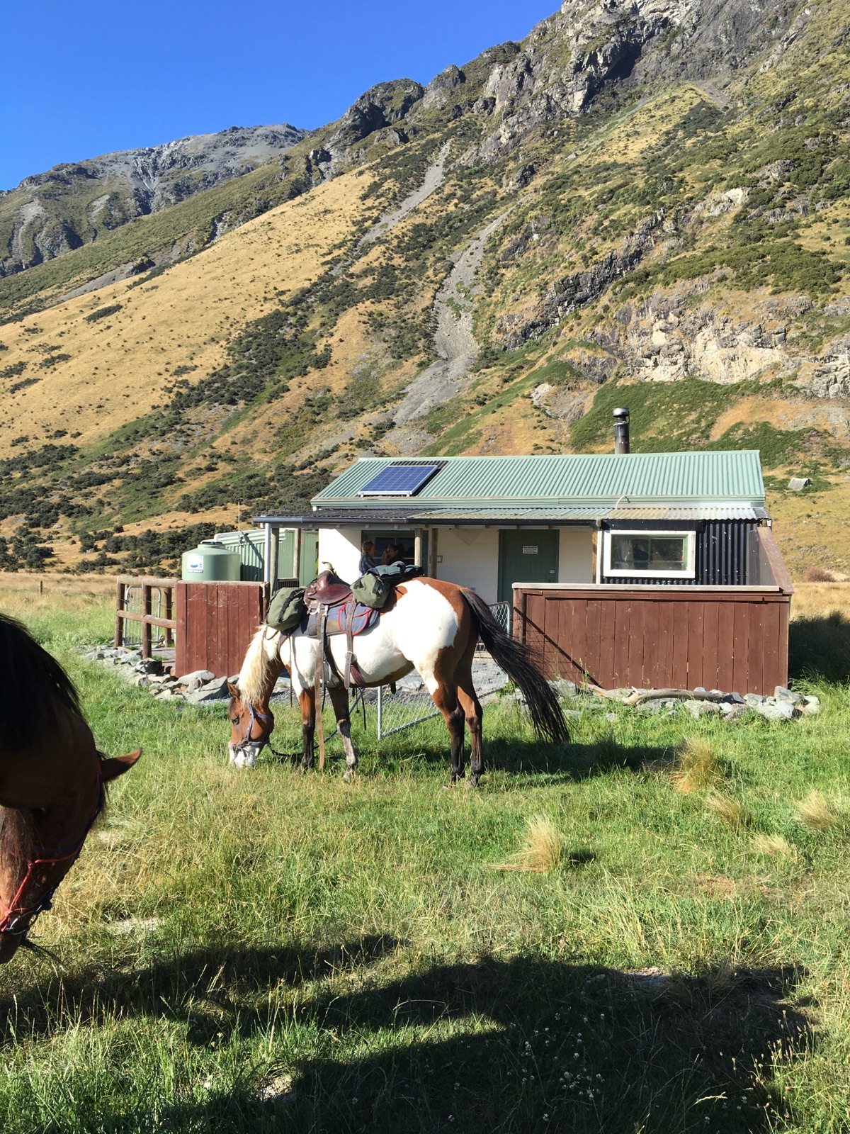 Horses tethered at a back-country mustering hut on a DIY horse trek