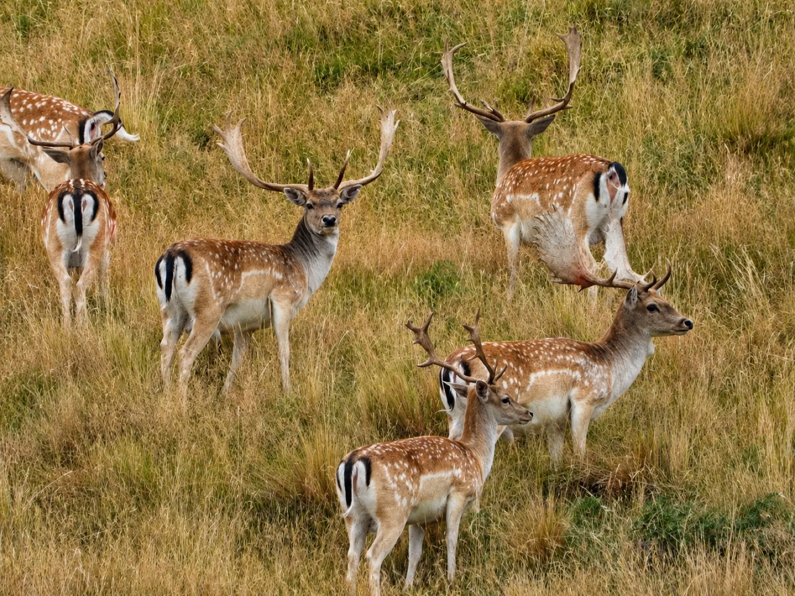 A group of fallow deer bucks in the tussock at Mesopotamia Station