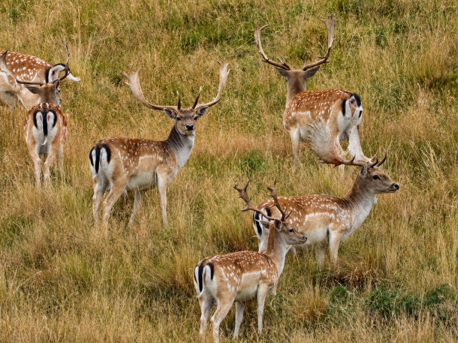 A group of fallow deer bucks in the tussock at Mesopotamia Station